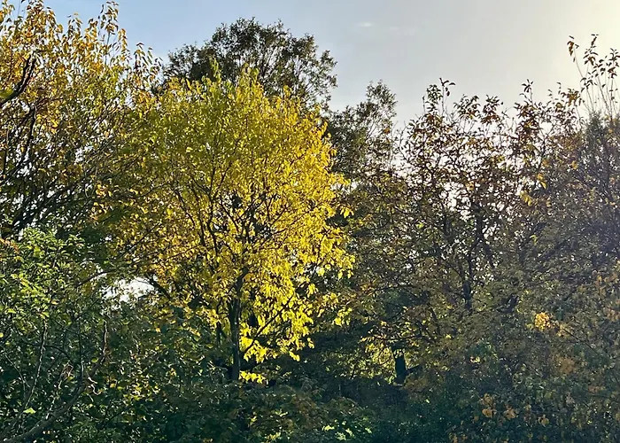 Vadrozsa * 바다초니토마이